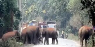 रायगढ़ में 25 हाथियों का दल सड़क पार करता दिखा, वन विभाग ने रोका ट्रैफिक