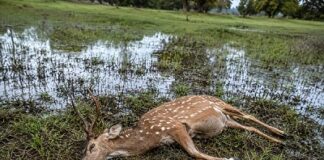 बारनवापारा अभयारण्य में तीन चीतलों की मौत, एक के शिकार की आशंका; जांच में जुटा वन विभाग