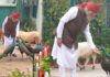 पीएम मोदी का नया इंस्टाग्राम वीडियो वायरल, जानवरों के साथ दिखा खास जुड़ाव