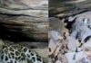 बस्तर में 48 घंटे का ‘मिशन रीयूनाइट’ सफल, तेंदुए के दो शावक मां से मिले