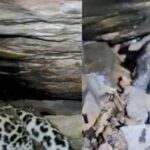 बस्तर में 48 घंटे का ‘मिशन रीयूनाइट’ सफल, तेंदुए के दो शावक मां से मिले
