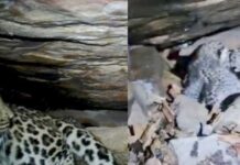बस्तर में 48 घंटे का ‘मिशन रीयूनाइट’ सफल, तेंदुए के दो शावक मां से मिले