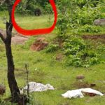 कांकेर में भालू का आतंक: दो अलग-अलग घटनाओं में 3 लोगों की मौत, एक बच्ची गंभीर घायल