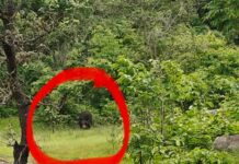 कांकेर में भालू का आतंक: दो अलग-अलग घटनाओं में 3 लोगों की मौत, एक बच्ची गंभीर घायल