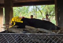 नवा रायपुर जंगल सफारी में 25 वर्षीय हिमालयन भालू ‘फफोरी’ की मौत, वृद्धावस्था बनी वजह